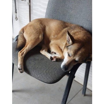 Hela - niekonfliktowa, spokojna sunia do adopcji! - Psy - sprzedam, oddam - Warszawa - zdjęcie 2