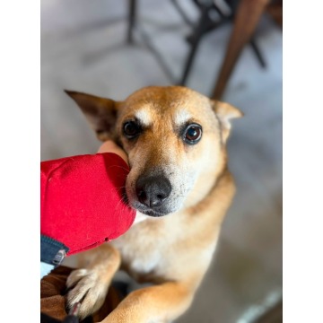 Hela - niekonfliktowa, spokojna sunia do adopcji! - Psy - sprzedam, oddam - Warszawa - zdjęcie 1