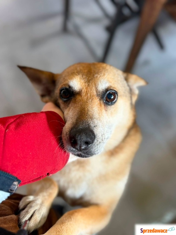 Hela - niekonfliktowa, spokojna sunia do adopcji! - Psy - sprzedam, oddam - Warszawa