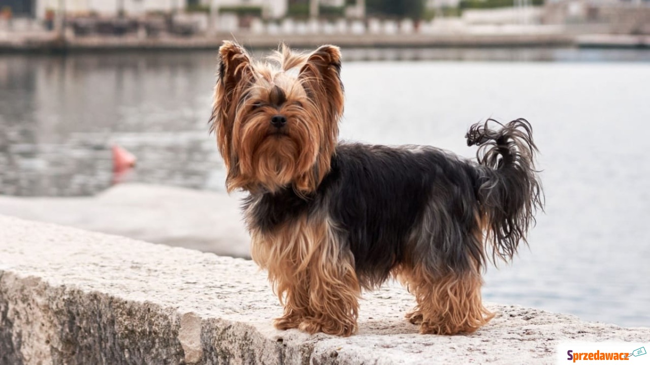 Oddam Yorkshire terrier w dobre...