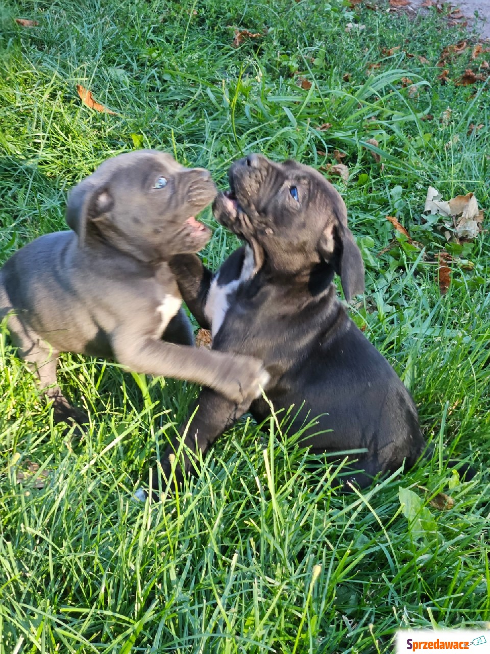 Szczeniaki cane corso Italiano