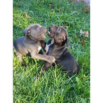 Szczeniaki cane corso Italiano - Psy - sprzedam, oddam - Nowogard - zdjęcie 1