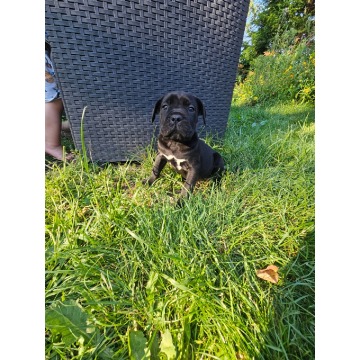 Szczeniaki cane corso Italiano - Psy - sprzedam, oddam - Nowogard - zdjęcie 5