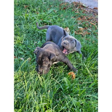 Szczeniaki cane corso Italiano - Psy - sprzedam, oddam - Nowogard - zdjęcie 3
