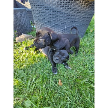 Szczeniaki cane corso Italiano - Psy - sprzedam, oddam - Nowogard - zdjęcie 2
