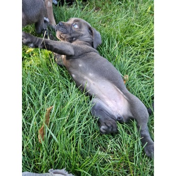 Szczeniaki cane corso Italiano - Psy - sprzedam, oddam - Nowogard - zdjęcie 9