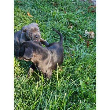 Szczeniaki cane corso Italiano - Psy - sprzedam, oddam - Nowogard - zdjęcie 4