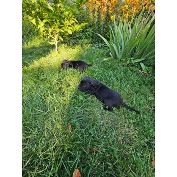Szczeniaki cane corso Italiano - Psy - sprzedam, oddam - Nowogard - zdjęcie 7