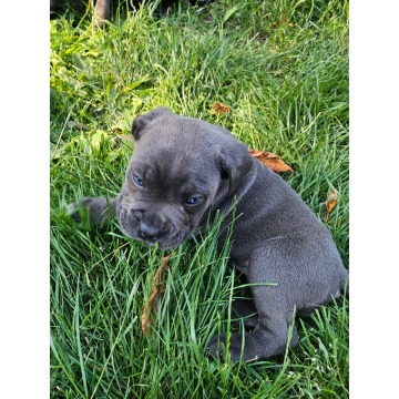 Szczeniaki cane corso Italiano - Psy - sprzedam, oddam - Nowogard - zdjęcie 8