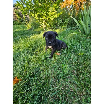 Szczeniaki cane corso Italiano - Psy - sprzedam, oddam - Nowogard - zdjęcie 6