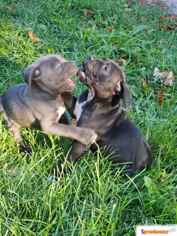 Szczeniaki cane corso Italiano - Psy - sprzedam, oddam - Nowogard