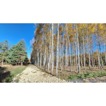 Działka Częstochowa - Mirów sprzedam, pow. 901 m2  (9a), uzbrojona - zdjęcie 6