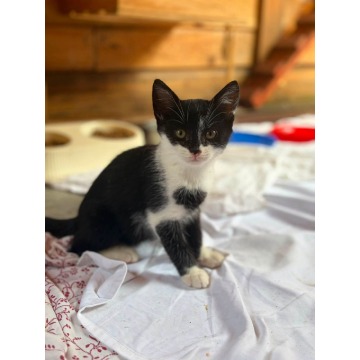 Elfik, 8 tygodniowy kocurek szuka domu