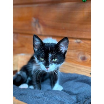 Elfik, 8 tygodniowy kocurek szuka domu - Koty - sprzedam, oddam - Gdańsk - zdjęcie 3