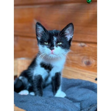 Elfik, 8 tygodniowy kocurek szuka domu - Koty - sprzedam, oddam - Gdańsk - zdjęcie 2