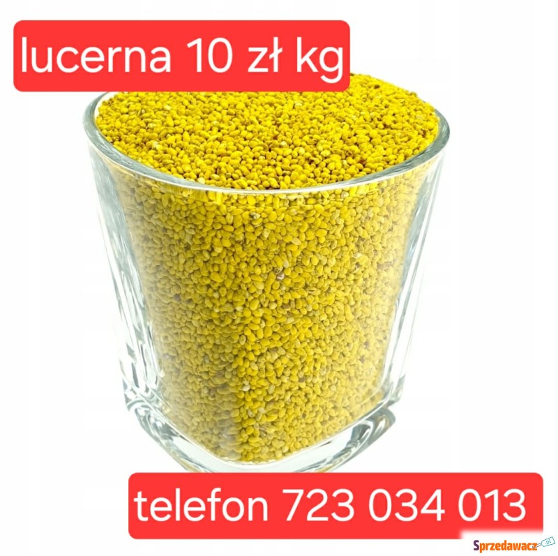lucerna high nasiona extra PIERWSZA...