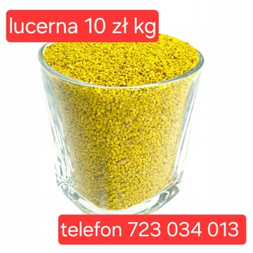 lucerna high nasiona extra PIERWSZA KLASA od producenta sprawdzone Dakota Plato