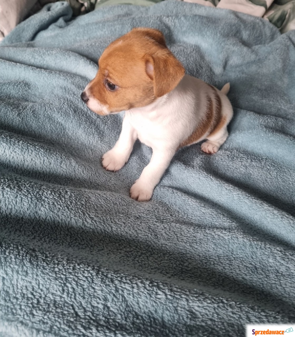 Sprzedam szczeniaki Jack russell...