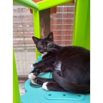 Bryś - mały miś poleca się do adopcji!