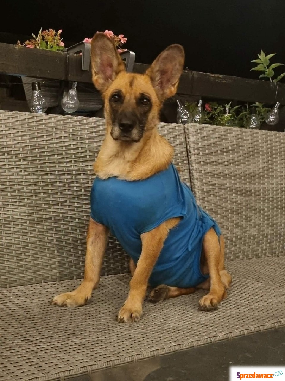 Fiona - nieduża, rodzinna, nie...
