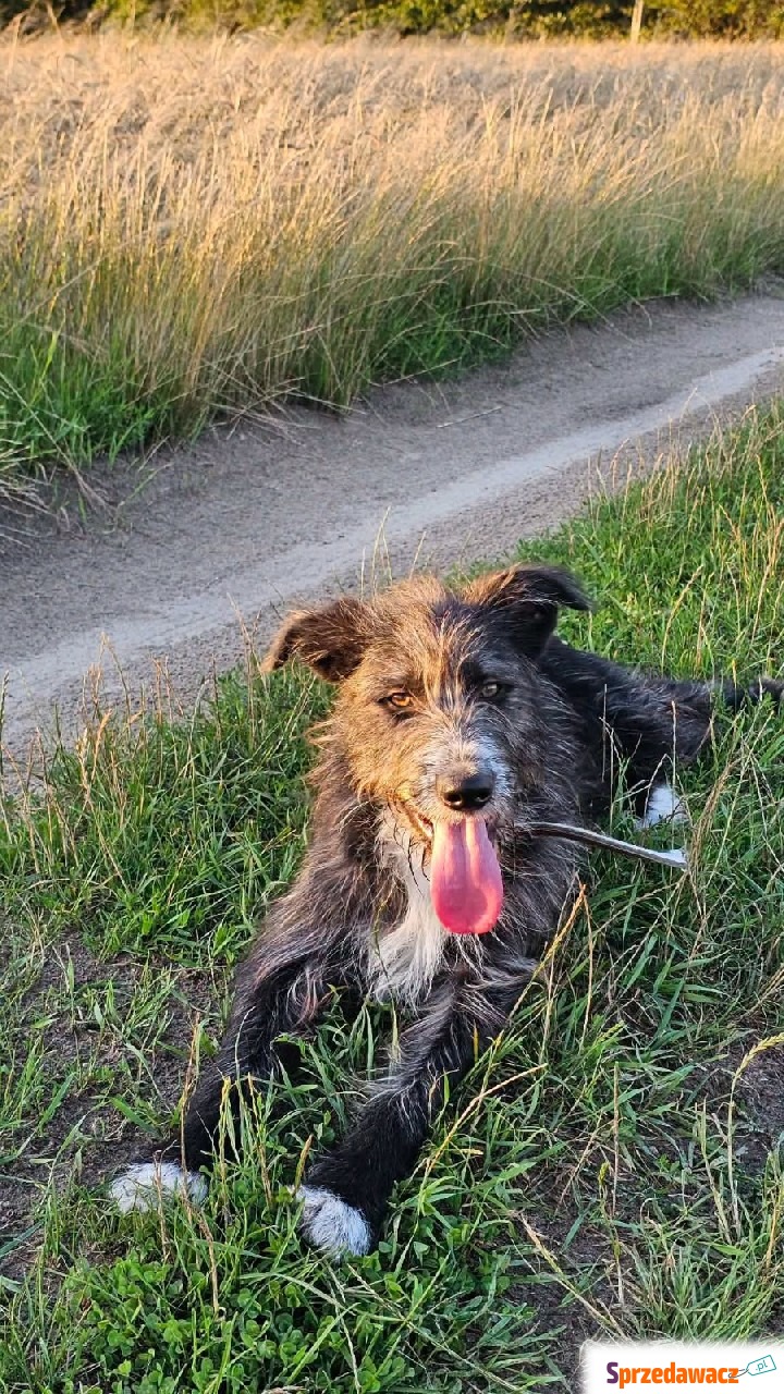 Kosmo - młodziutki, wesoły mini...