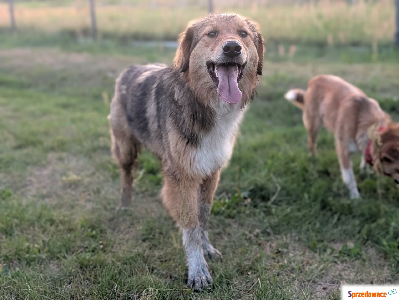 Sofi - roczna, domowa, wychowana...