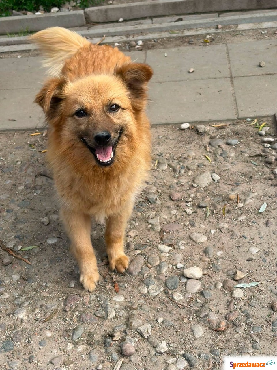 Fauna, delikatna suczka szuka...