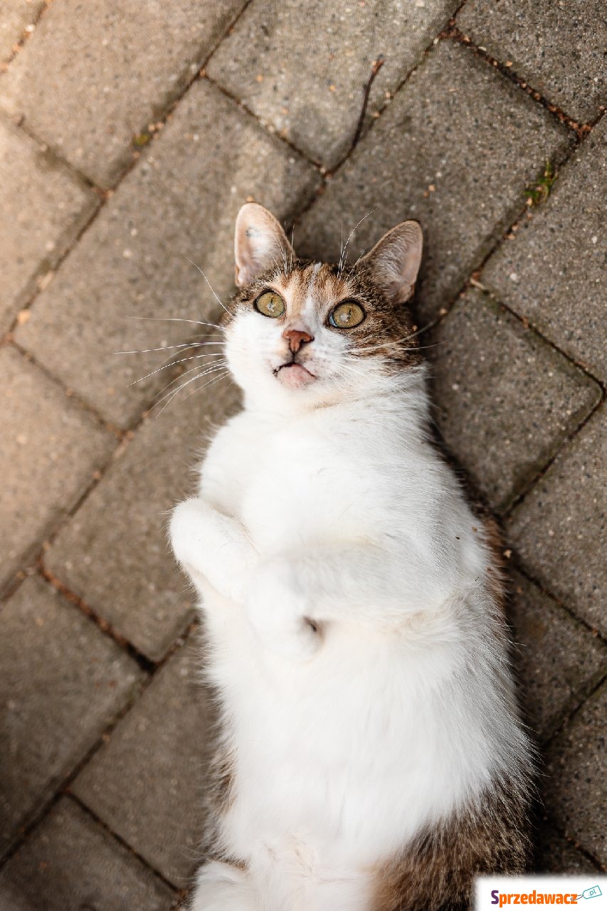 Fifi - Kot 